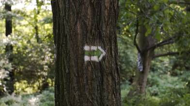 turisticka znacka na strome objavena pri vylete v dubravke